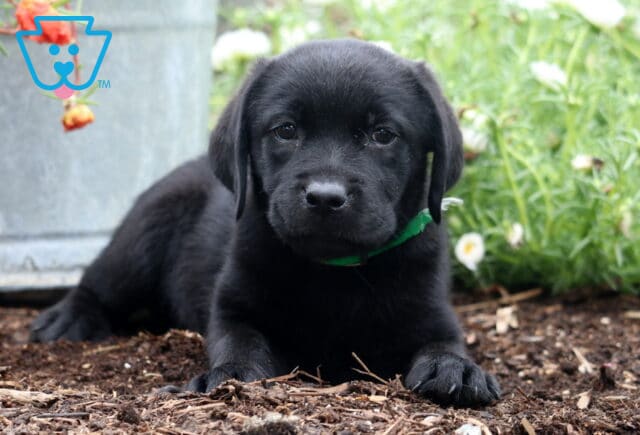 Sweet black Labrador Retriever puppy lying down on mulch in a flower garden, wearing a green collar and gazing gently at the camera. image