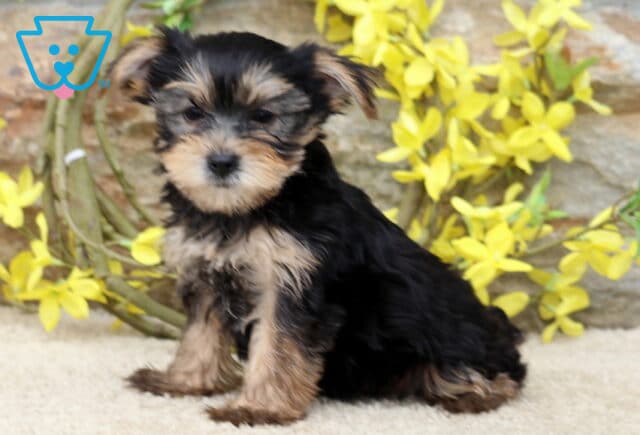 Tiny Yorkie puppy sitting upright with a slightly shy expression, posing on a soft surface with yellow flowers and a rustic stone wall in the background. image