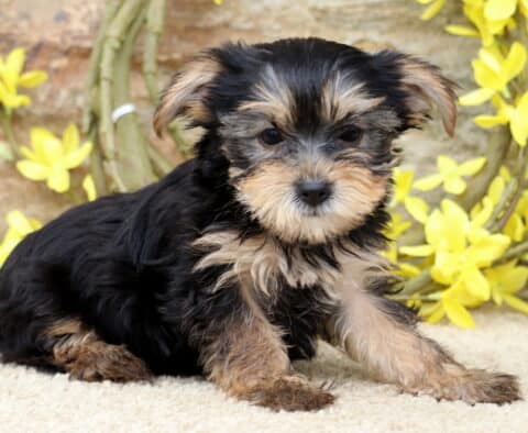 Playful Yorkie puppy with a fluffy black and tan coat sitting slightly sideways on a carpet, framed by bright yellow flowers and a stone wall background.