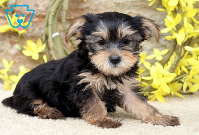 Playful Yorkie puppy with a fluffy black and tan coat sitting slightly sideways on a carpet, framed by bright yellow flowers and a stone wall background. image