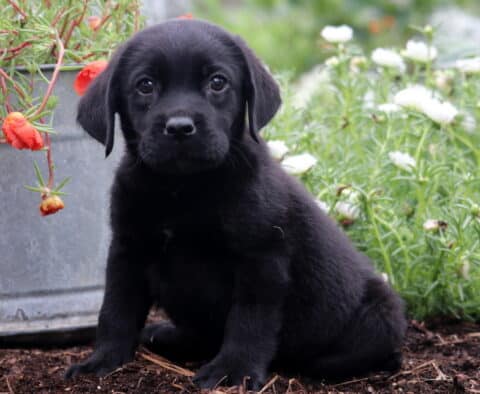 Scoobie Lab