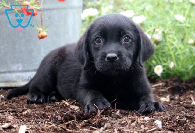 Sweet black Labrador Retriever puppy lying down in a garden bed, gazing up with wide, soulful eyes, surrounded by fresh soil, a metal flower pot, and blooming white flowers. image