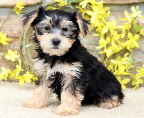 Sweet Yorkie puppy sitting upright with soft black and tan fur, posing in front of a rustic stone wall and bright yellow flowers.