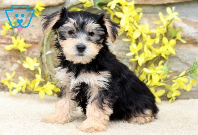 Sweet Yorkie puppy sitting upright with soft black and tan fur, posing in front of a rustic stone wall and bright yellow flowers. image