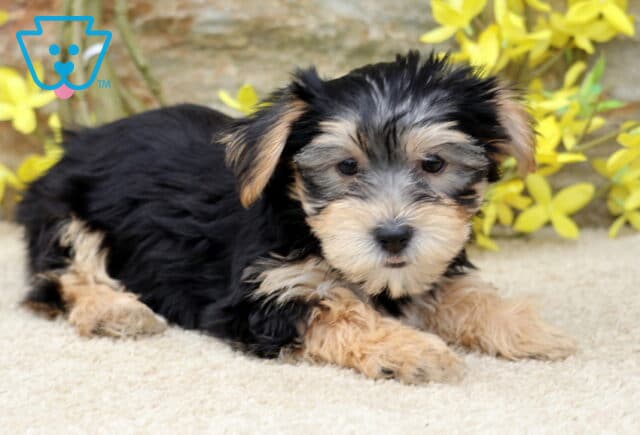 Cute Yorkie puppy resting on a cream-colored carpet with yellow flowers and a stone wall in the background, looking calmly at the camera. image