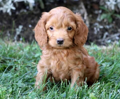 Scout Cockapoo