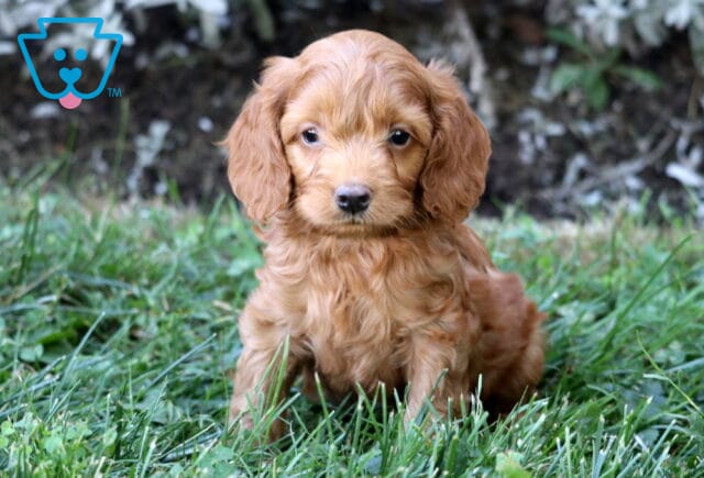 Adorable red Cockapoo puppy sitting in the grass with soft curly fur and big brown eyes. image