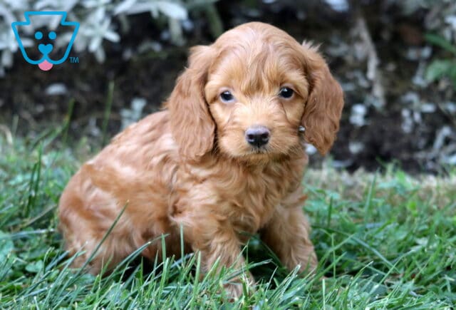 Sweet Cockapoo puppy with soft red curls sitting in the grass, looking up with a gentle expression. image