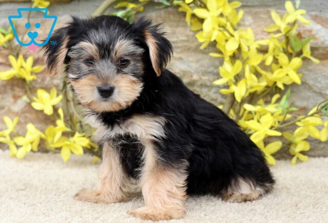 Tiny Yorkie puppy sitting sideways on a soft cream carpet, glancing at the camera with gentle eyes, backed by a stone wall and yellow spring flowers. image