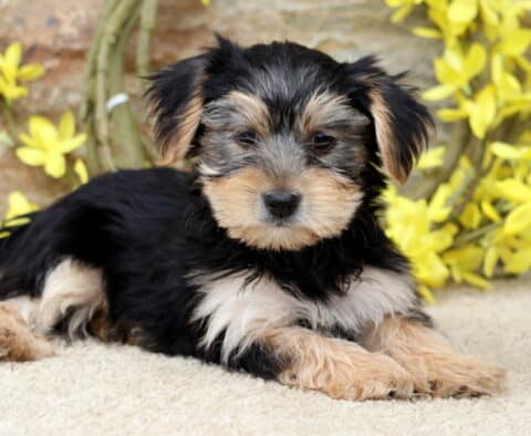 Relaxed Yorkie puppy lying down with its front paws crossed, looking content in front of a stone wall decorated with yellow springtime flowers.