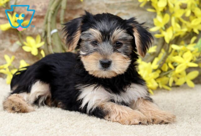 Relaxed Yorkie puppy lying down with its front paws crossed, looking content in front of a stone wall decorated with yellow springtime flowers. image