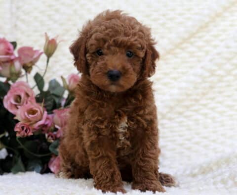 Seth Toy Goldendoodle