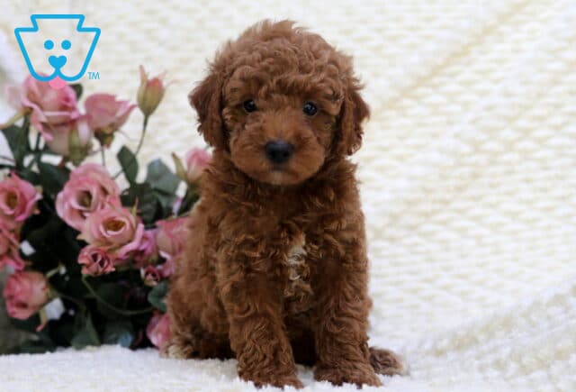 Seth Toy Goldendoodle image