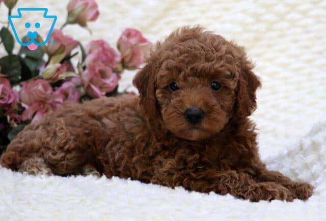 Seth Toy Goldendoodle2 image