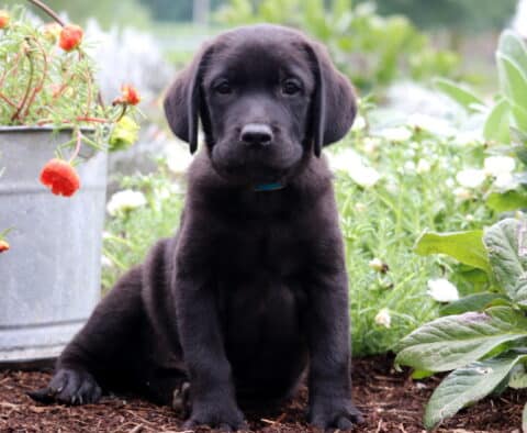 Shadow Lab