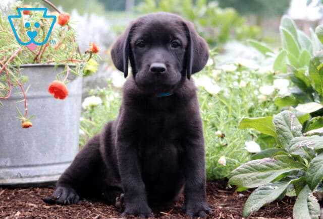 Adorable black Labrador Retriever puppy sitting upright in a flower garden, wearing a blue collar and gazing directly at the camera, surrounded by blooming flowers and vibrant greenery. image