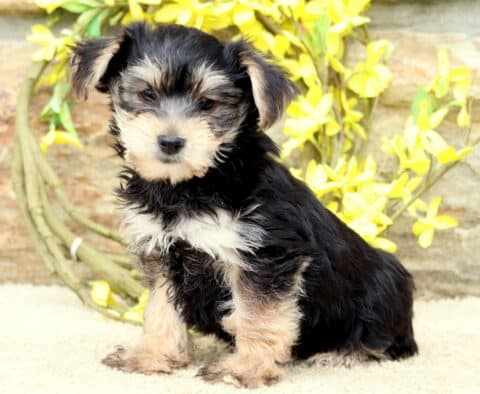 Yorkie puppy sitting upright on a tan carpet with a fluffy black and tan coat, posing in front of a stone wall and vibrant yellow flowers.