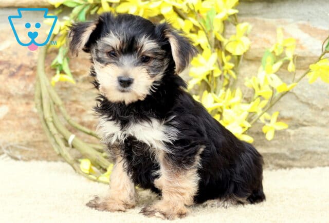 Yorkie puppy sitting upright on a tan carpet with a fluffy black and tan coat, posing in front of a stone wall and vibrant yellow flowers. image