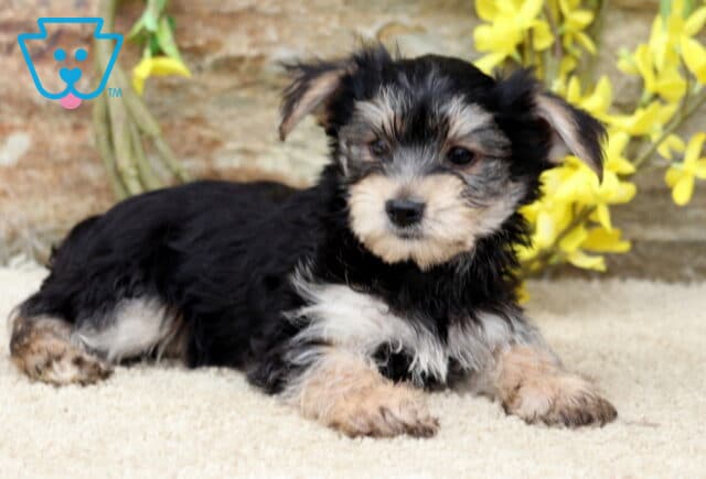 Adorable Yorkie puppy lying down on a soft tan carpet, looking off to the side with yellow flowers and a stone wall in the background. image
