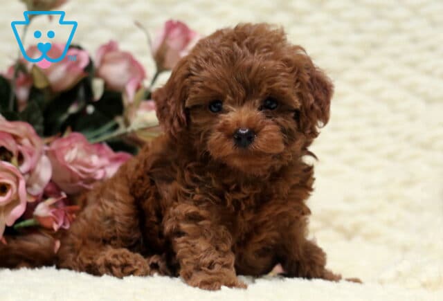 Shakyra Toy Goldendoodle image