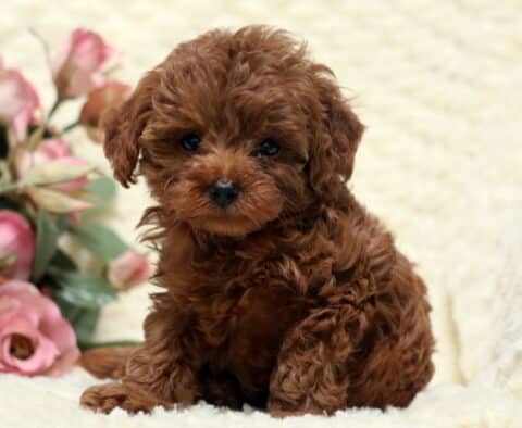 Sweet Toy Goldendoodle puppy with soft, curly brown fur sitting on a cream blanket with pink roses in the background.