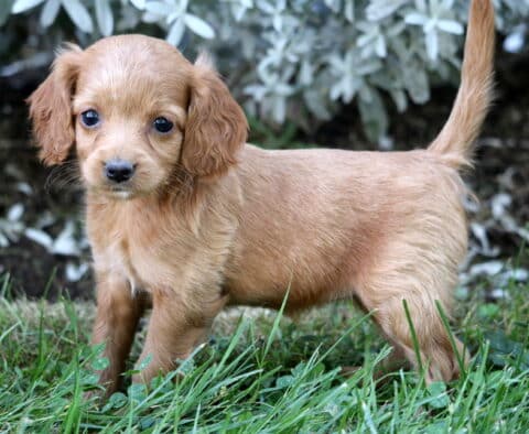 Shay Cockapoo
