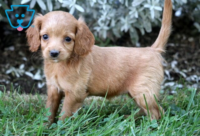 Sweet tan Cockapoo puppy standing in the grass with tail up, looking at the camera with gentle, curious eyes. image
