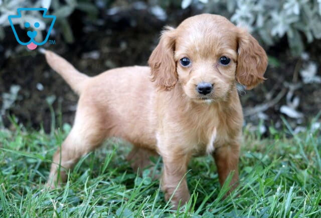 Adorable light tan Cockapoo puppy standing in the grass, looking curious with big round eyes and floppy ears. image