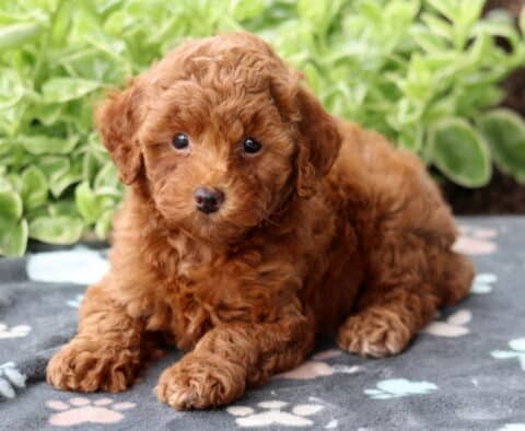 Adorable red Mini Poodle puppy with curly fur lying on a gray paw-print blanket, looking up with wide eyes in front of green plants.