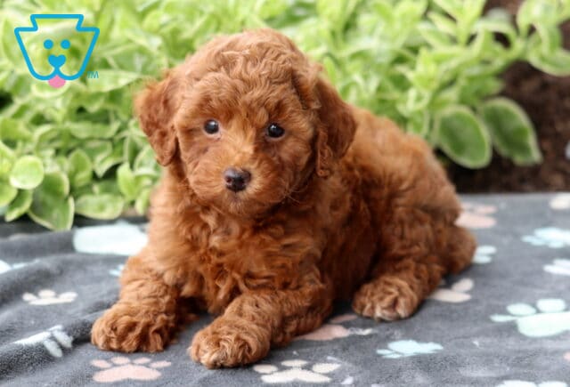 Adorable red Mini Poodle puppy with curly fur lying on a gray paw-print blanket, looking up with wide eyes in front of green plants. image