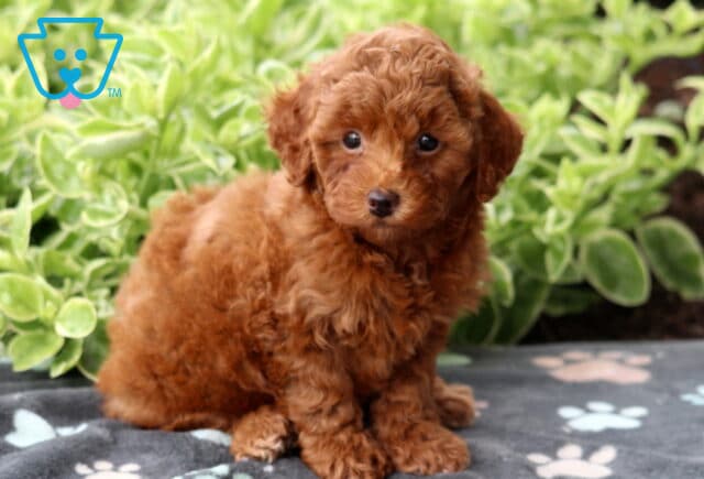 Curly red Mini Poodle puppy sitting upright on a soft gray blanket with paw prints, with a backdrop of vibrant green plants. image