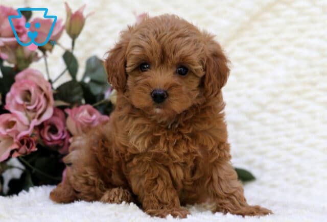 Shayla Toy Goldendoodle image