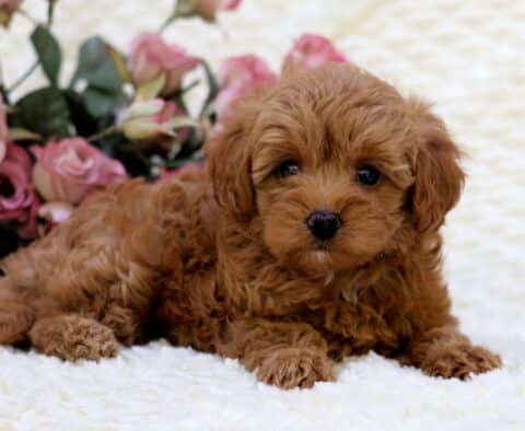 Shayla Toy Goldendoodle2