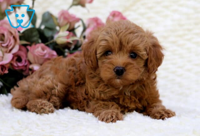 Shayla Toy Goldendoodle2 image