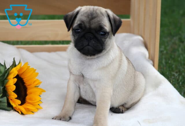 Adorable fawn pug puppy sitting upright on a white blanket beside a bright sunflower.I’m image