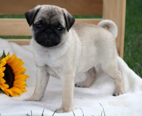 Playful fawn pug puppy standing tall on a soft white blanket beside a bright sunflower.