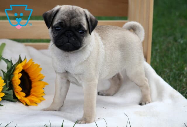 Playful fawn pug puppy standing tall on a soft white blanket beside a bright sunflower. image