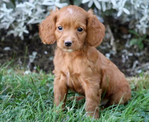 Sid Cockapoo