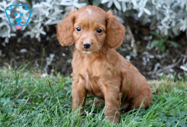 Adorable red Cockapoo puppy sitting in the grass with floppy ears and a soft expression on its face. image