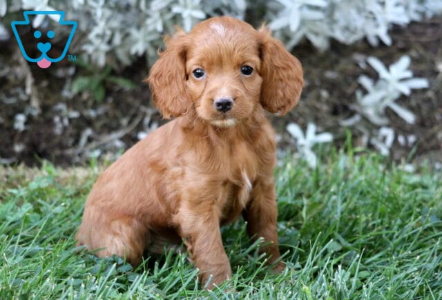 Cute red Cockapoo puppy sitting in the grass with floppy ears and a curious gaze. image