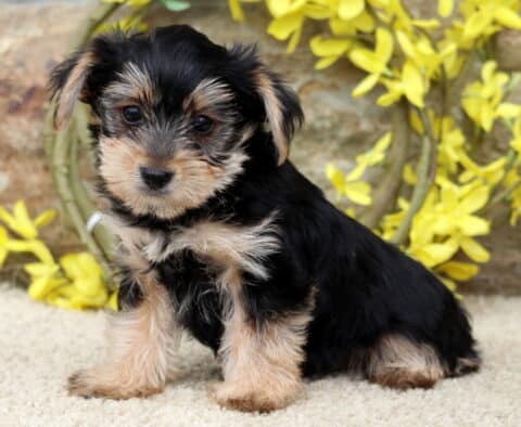 Charming Yorkie puppy sitting attentively on a soft carpet, framed by a rustic stone wall and vibrant yellow floral decorations.