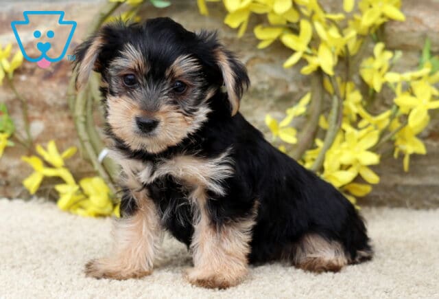 Charming Yorkie puppy sitting attentively on a soft carpet, framed by a rustic stone wall and vibrant yellow floral decorations. image