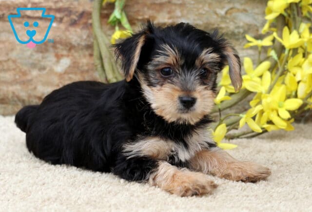 Yorkie puppy with a soft black and tan coat lying down on a cream rug, gazing off to the side with yellow flowers and a stone wall in the background. image