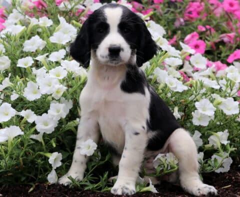 Sierra English Spaniel