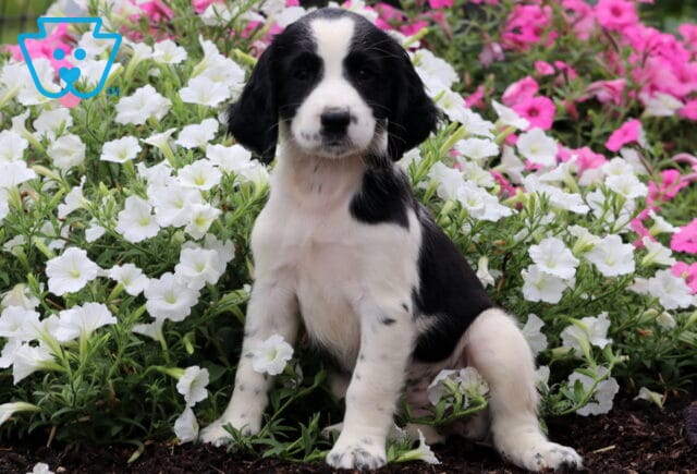 Sierra English Spaniel image