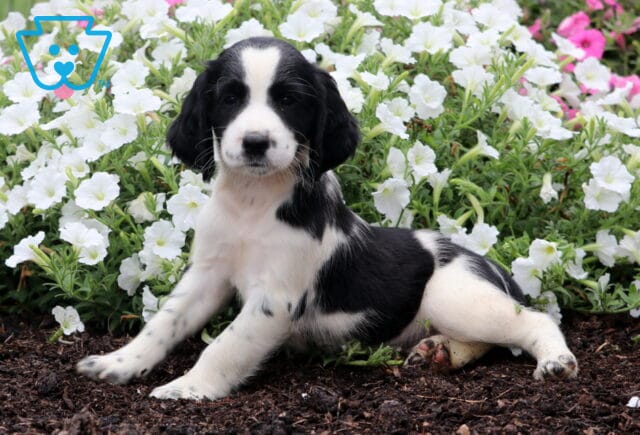Sierra English Spaniel2 image