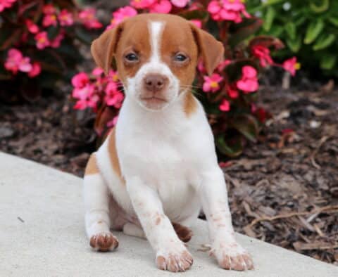 Cute Jack Russell puppy with a reddish-brown and white coat, speckled legs, and gentle eyes, sitting on a sidewalk beside vibrant pink flowers.