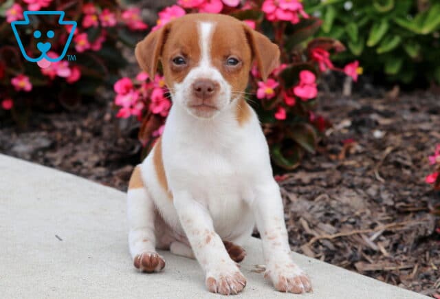 Cute Jack Russell puppy with a reddish-brown and white coat, speckled legs, and gentle eyes, sitting on a sidewalk beside vibrant pink flowers. image