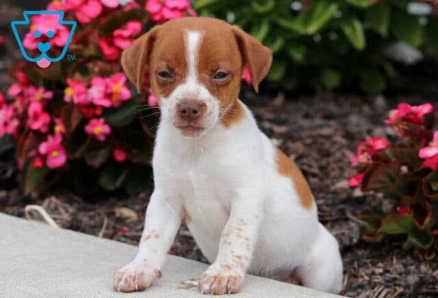Adorable Jack Russell puppy with a reddish-brown and white coat, faint speckles on its legs, and a sweet face, sitting by a sidewalk with bright pink flowers in the background. image