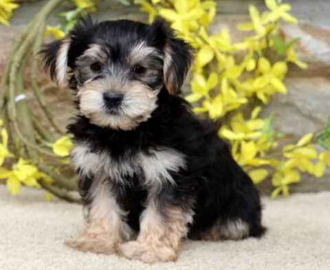 Adorable Yorkie puppy with fluffy black and tan fur sitting on a light-colored surface in front of a stone wall decorated with bright yellow flowers.